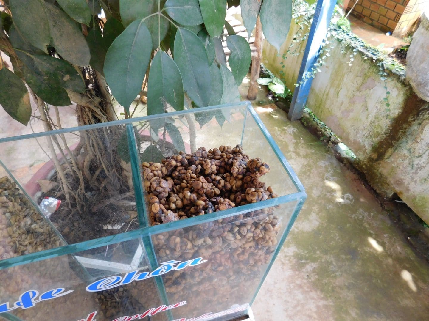 weasel coffee dalat vietnam