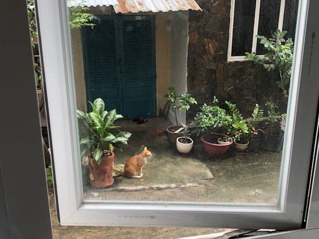 cat in the neighbourhood