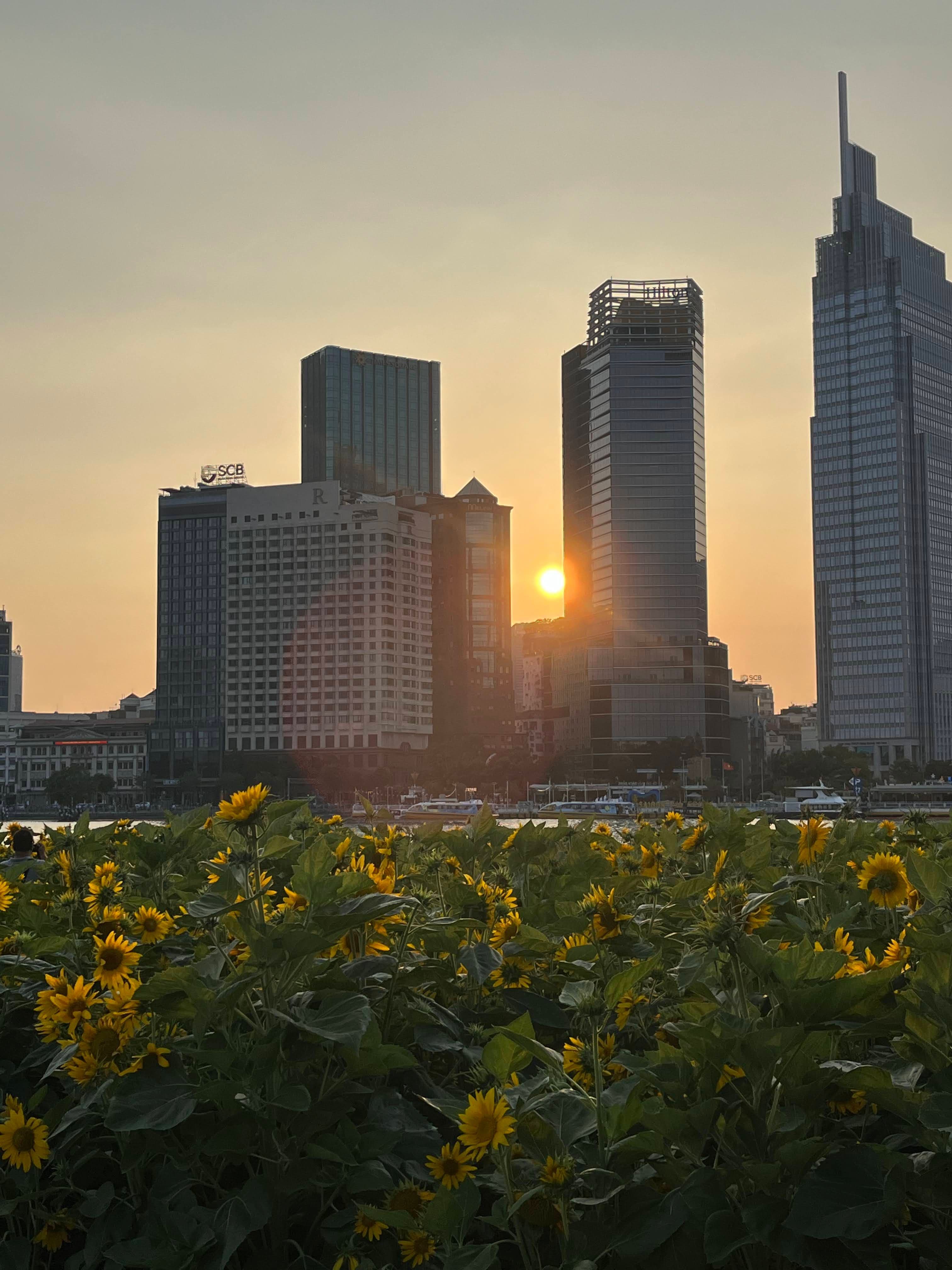 skyline of saigon with flowers in foreground